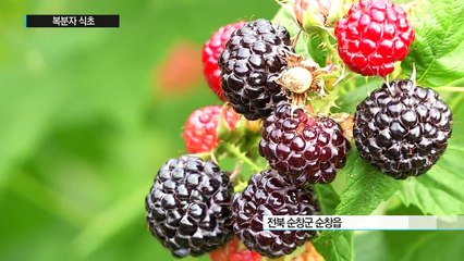 비만엔 '복분자 식초'가 그만...골다공증도 예방 / YTN (Yes! Top News)