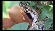 Cobras Attacks PeopleIn India -Giant Cỏbras    (HD)