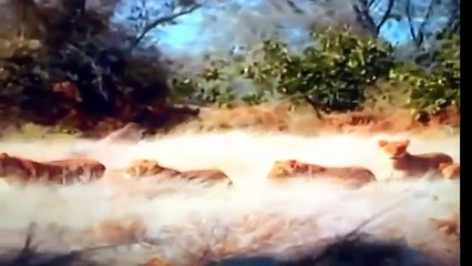 Dangerous....!!! Lion Vs Wild dogs - Lion Kills The Baby Dog