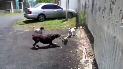 Doberman attack iguana