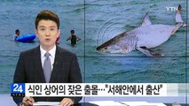 서해안에서 출산하는 식인 상어...대책 마련 시급 / YTN (Yes! Top News)