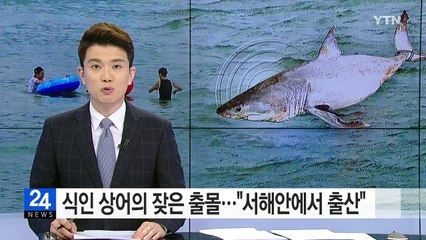 서해안에서 출산하는 식인 상어...대책 마련 시급 / YTN (Yes! Top News)