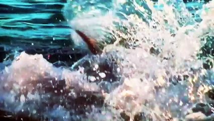 I M ALIVE  Teen Survives Shark Attack