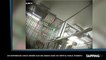 Des expériences sur des singes dans le sous-sol d'un hôpital parisien (vidéo)