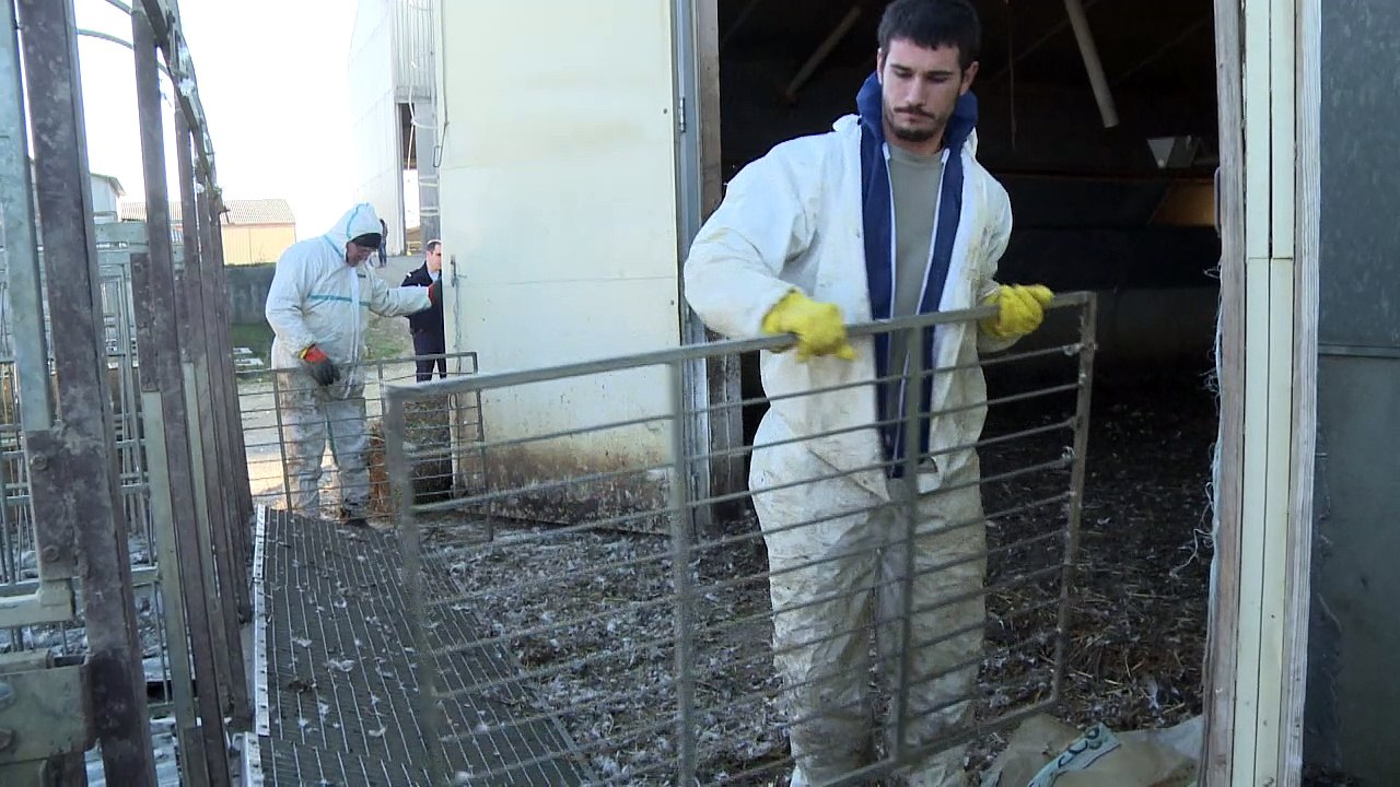 Grippe aviaire: l'abattage des canards se poursuit dans le Gers