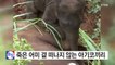 [영상] 죽은 어미 곁 떠나지 않는 아기코끼리 / YTN (Yes! Top News)
