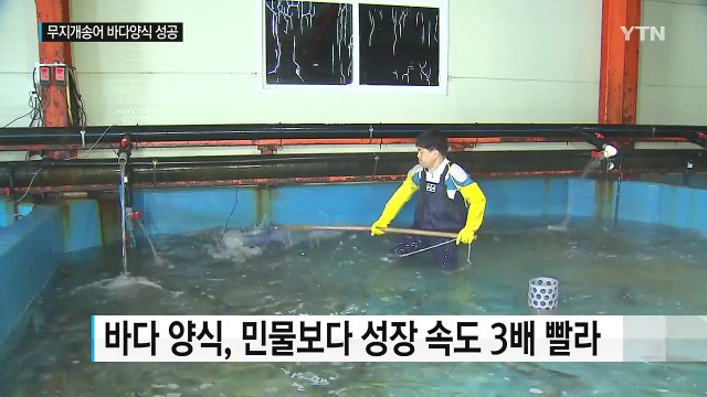 동해서 무지개송어 양식 성공...산업화 청신호 / YTN (Yes! Top News)