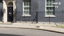 Larry the cat staying put in Downing Street