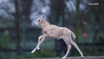 Adorable Scimitar-Horned Oryx Born at Dublin Zoo