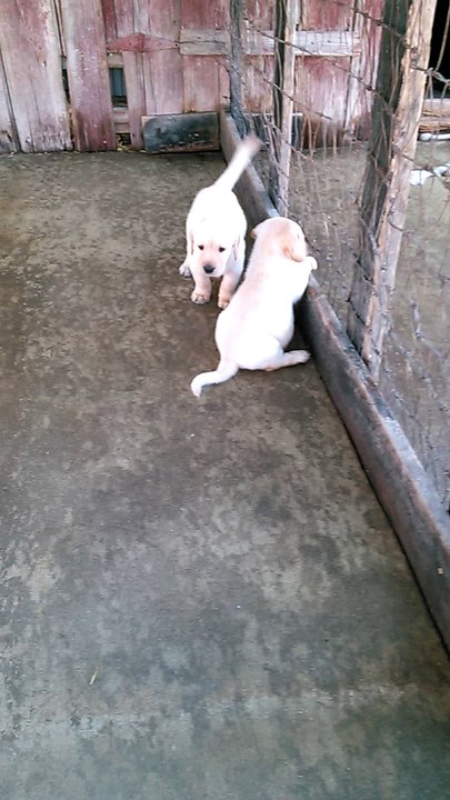 Labrador puppies