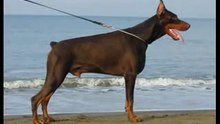 Dobermann di campovalano