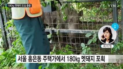 서울 도심에 출몰한 180㎏ 멧돼지...난동 심해 사살 / YTN (Yes! Top News)