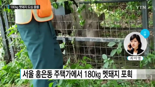 서울 도심에 출몰한 180㎏ 멧돼지...난동 심해 사살 / YTN (Yes! Top News)