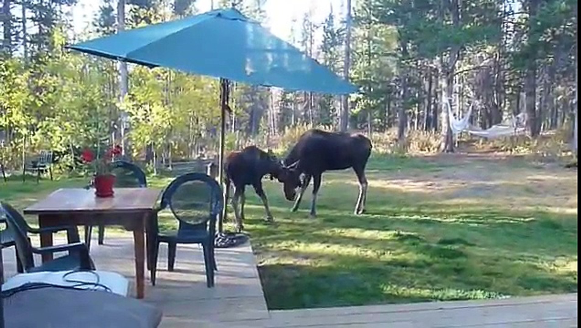 Mama & Baby Moose Interaction