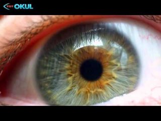 Anatomi Atlası - 2. Bölüm / Göz - TRT Okul