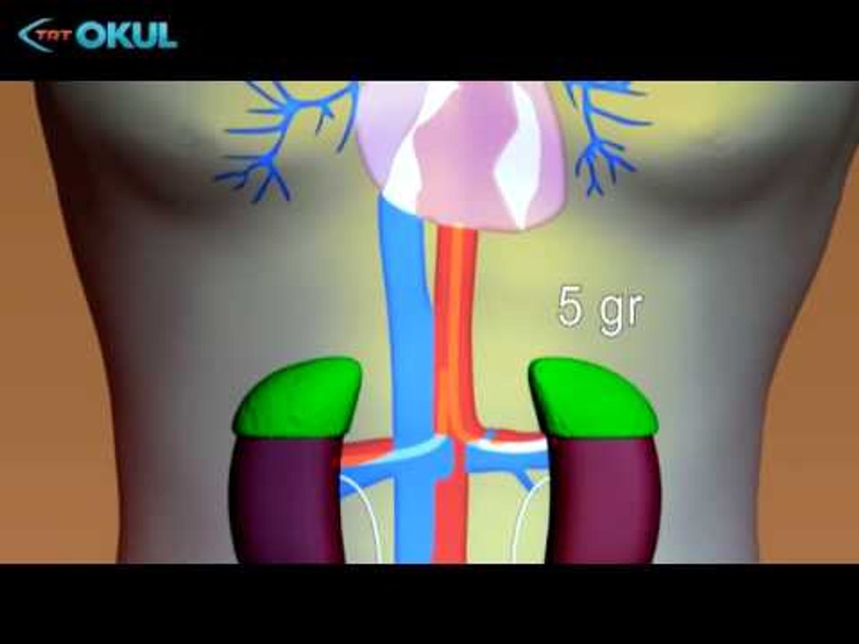 Anatomi Atlası - 17. Bölüm / Adrenalin - TRT Okul