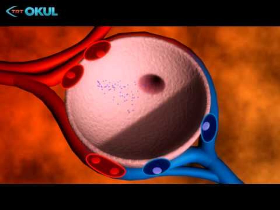 Anatomi Atlası - 5. Bölüm / Akciğer - TRT Okul