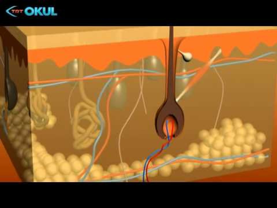 Anatomi Atlası - 10. Bölüm / Saç - TRT Okul