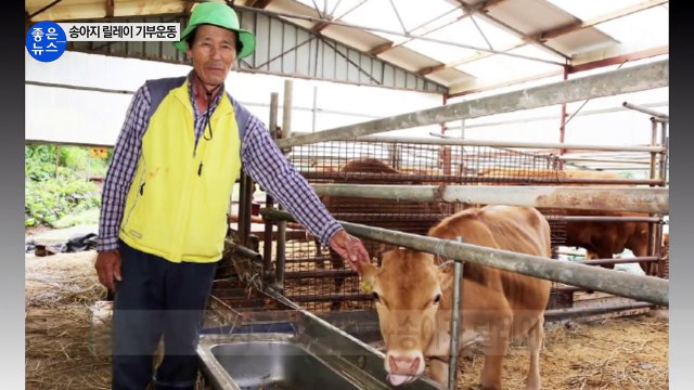 [좋은뉴스] 27년째 이어진 '송아지 릴레이 기부운동' / YTN (Yes! Top News)