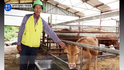 [좋은뉴스] 27년째 이어진 '송아지 릴레이 기부운동' / YTN (Yes! Top News)