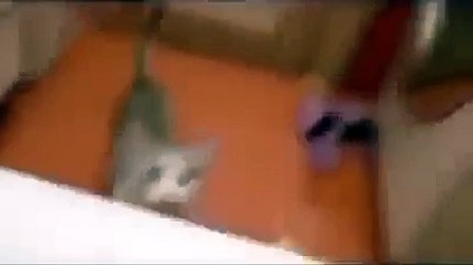 Adorable Cat Tries To Save His Owner From ‘Drowning’ In The Bathtub