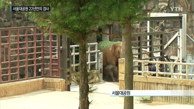 22년 만에 태어난 아기 코끼리 첫 공개 / YTN (Yes! Top News)