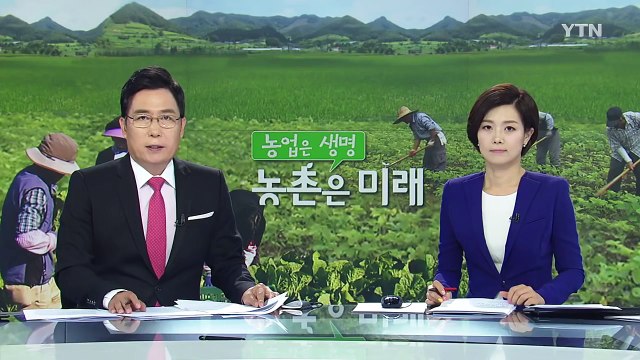 붉은색·노란색...보기 좋고 몸에 좋은 양파 / YTN (Yes! Top News)