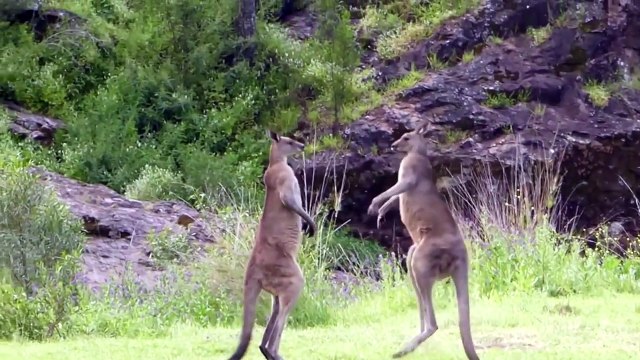 Kanguruların müthiş boks maçı...