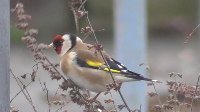 Chardonnerets élégants 2017