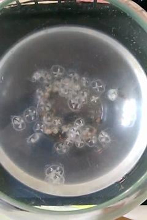 Les méduses du lac du Reichstett.mp4