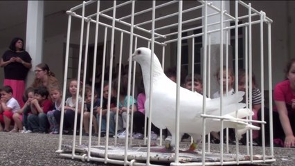Tour de France colombophile : lâcher de pigeons à...