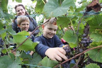 Les ecoliers mulhousiens viticulteurs d'un...