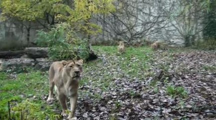 Mulhouse : les lionceaux sont de sortie ...