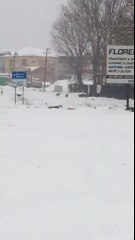 Kaq shumë qenë endacakë në një vend zor se keni parë [video]