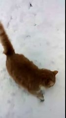 Pauvre chat Katniss i rentre carré la tête dans neige!! #viral #letsgoviral #vlogtva