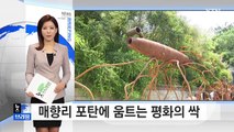 매향리 포탄에 움트는 평화의 싹 / YTN (Yes! Top News)