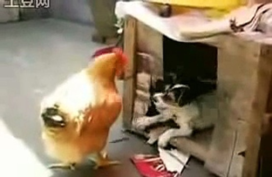 Dog and Chicken mating?!?!? - video Dailymotion