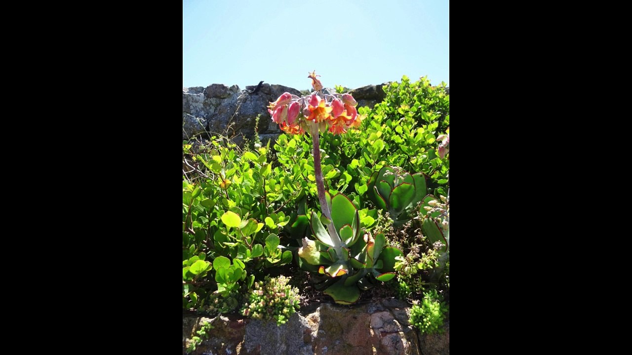 Les jardins d'Afrique du Sud - Le Cap 2018 - 20 Ans SHBL