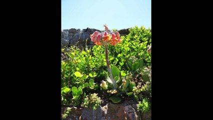 Les jardins d'Afrique du Sud - Le Cap 2018 - 20 Ans SHBL