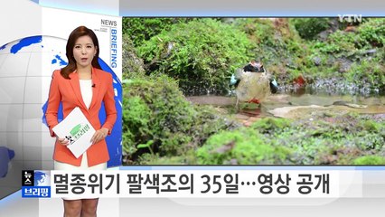 멸종위기종 팔색조의 새끼 키우기…35일간의 영상 공개 / YTN (Yes! Top News)