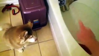 Husky pup arguing about taking a bath