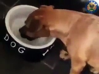 The Dog tries to catch bone