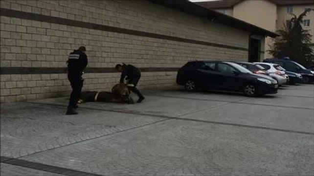 Démonstration d'une interpellation avec la brigade cynophile...