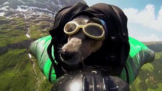 Dean Potter Worlds First Wingsuit BASE Jumping Dog
