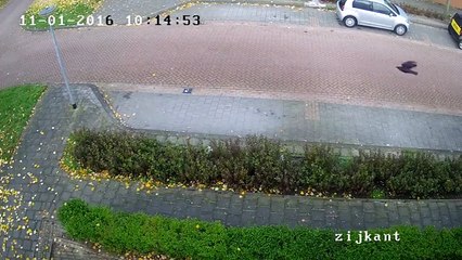 Bird Smashes Into Light Post