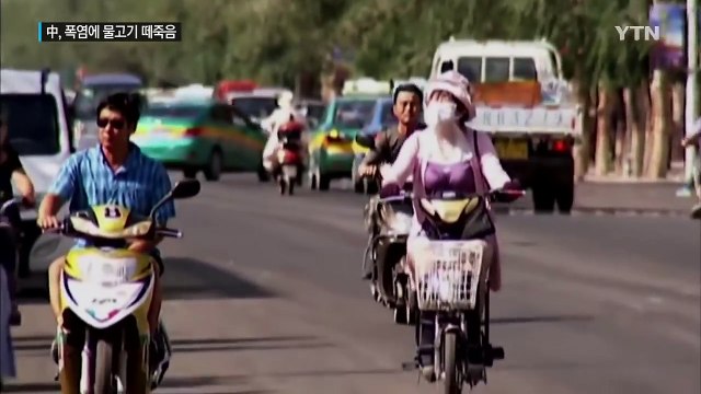 중국, 살인 폭염에 물고기 수만 마리 떼죽음 / YTN (Yes! Top News)