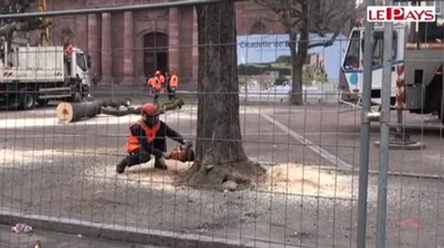 Belfort : l'abattage des marronniers de la place d'Armes