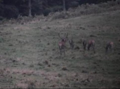 Cerf dans les Vosges