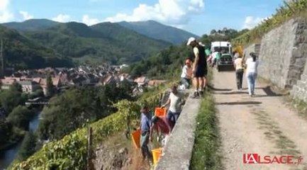 Thann : vendanges au Rangen