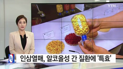인삼열매, 알코올성 간 질환에 '특효' / YTN (Yes! Top News)